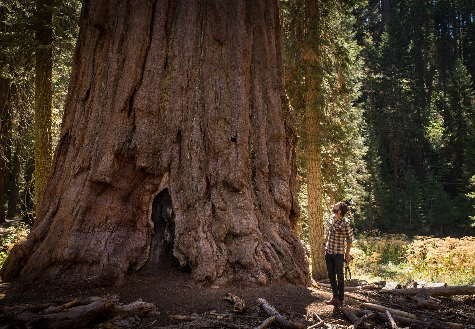 Sequoia National Park Et Sa Forêt De Séquoias Géants En Californie 