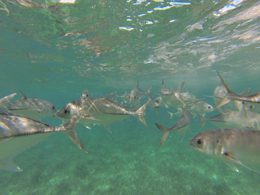 Hol chan marine reserve, Belize