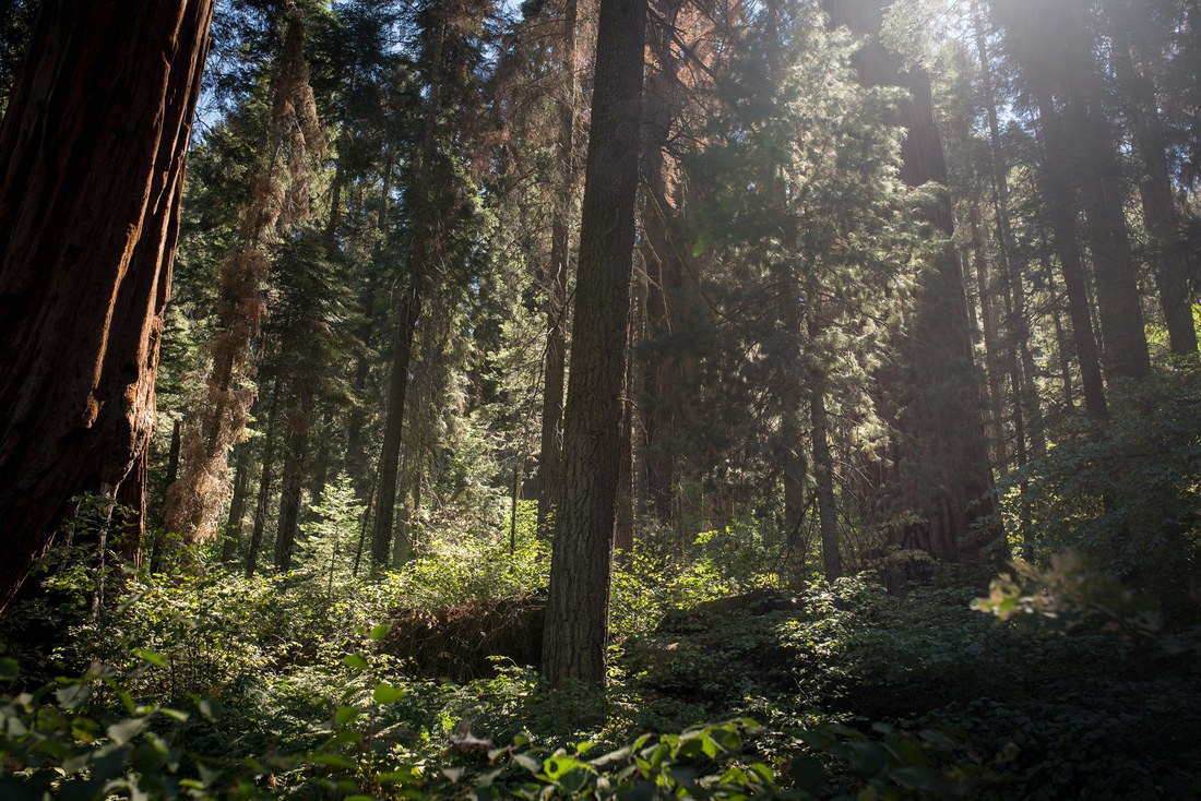 Forêt, Séquoia NP, Californie