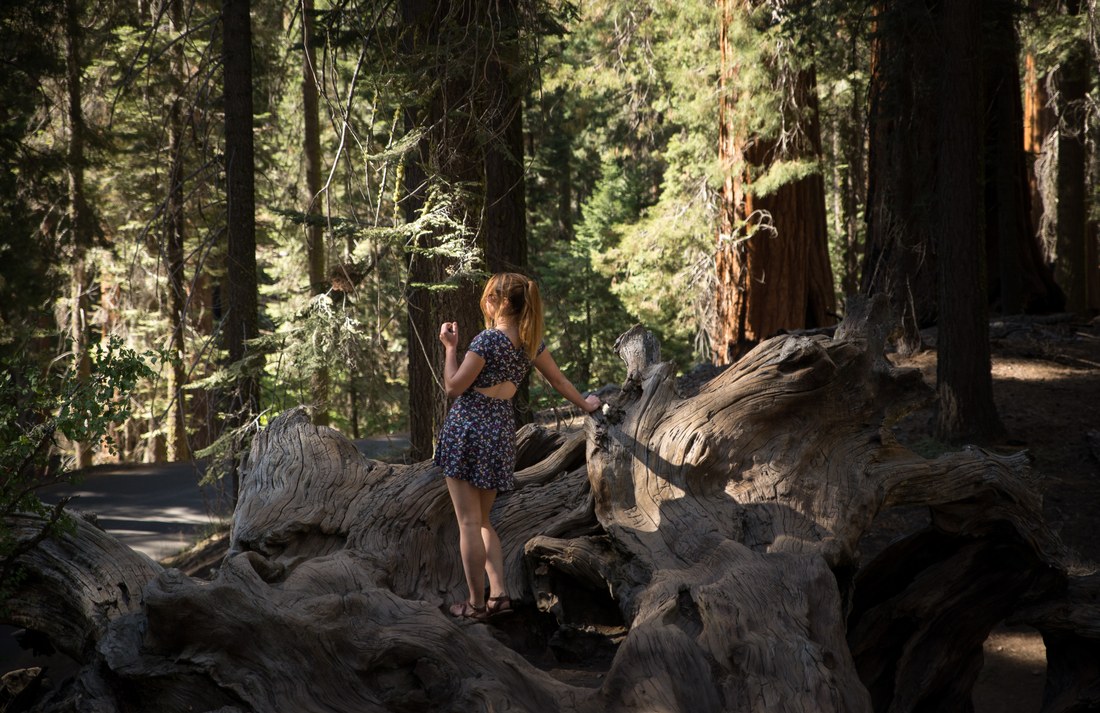 Souches immense d'un Séquoia