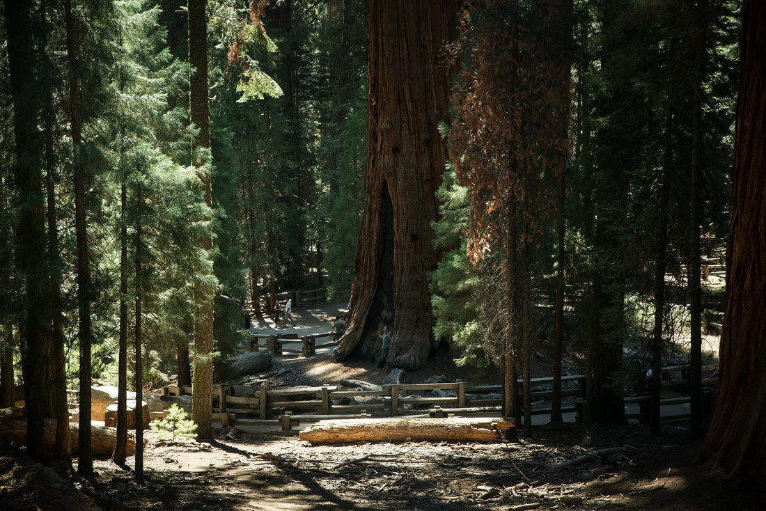 General Sherman Tree, Sequoia NP, Californie