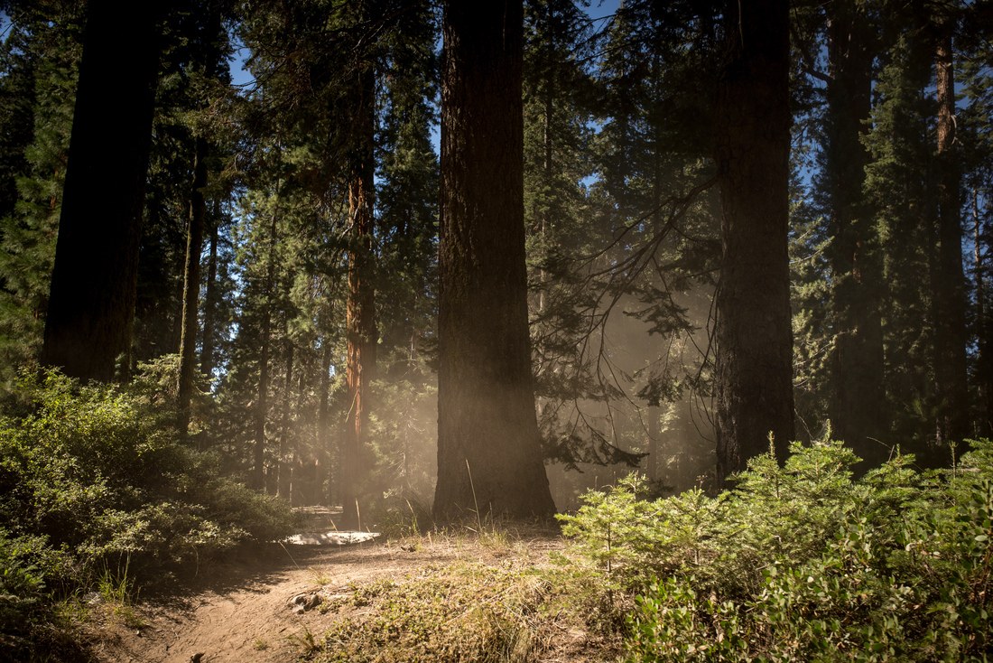 Dans la forêt des Séquoias géants, Californie