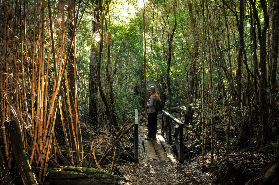 Forêt de Bambous, Huerquehue, Chili