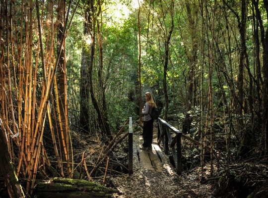 Forêt de Bambous, Huerquehue, Chili