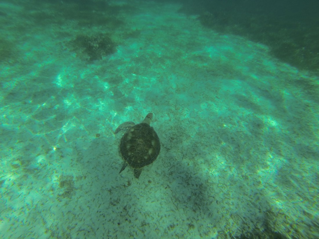 Tortue de mer, Caye Caulker, Belize
