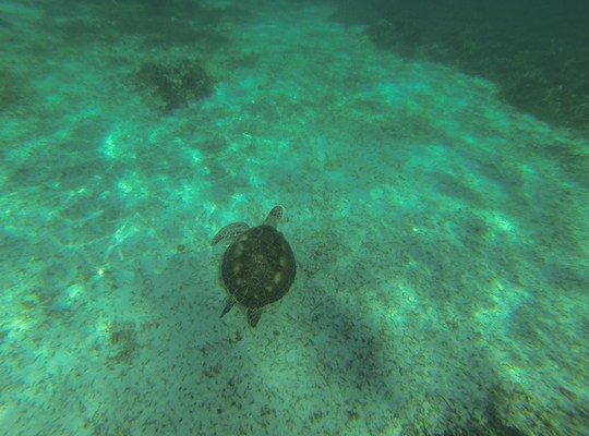 Tortue de mer, Caye Caulker, Belize