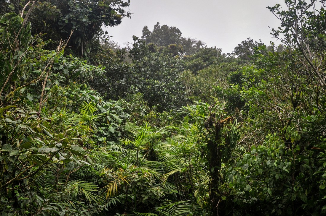 Jungle du Nicaragua