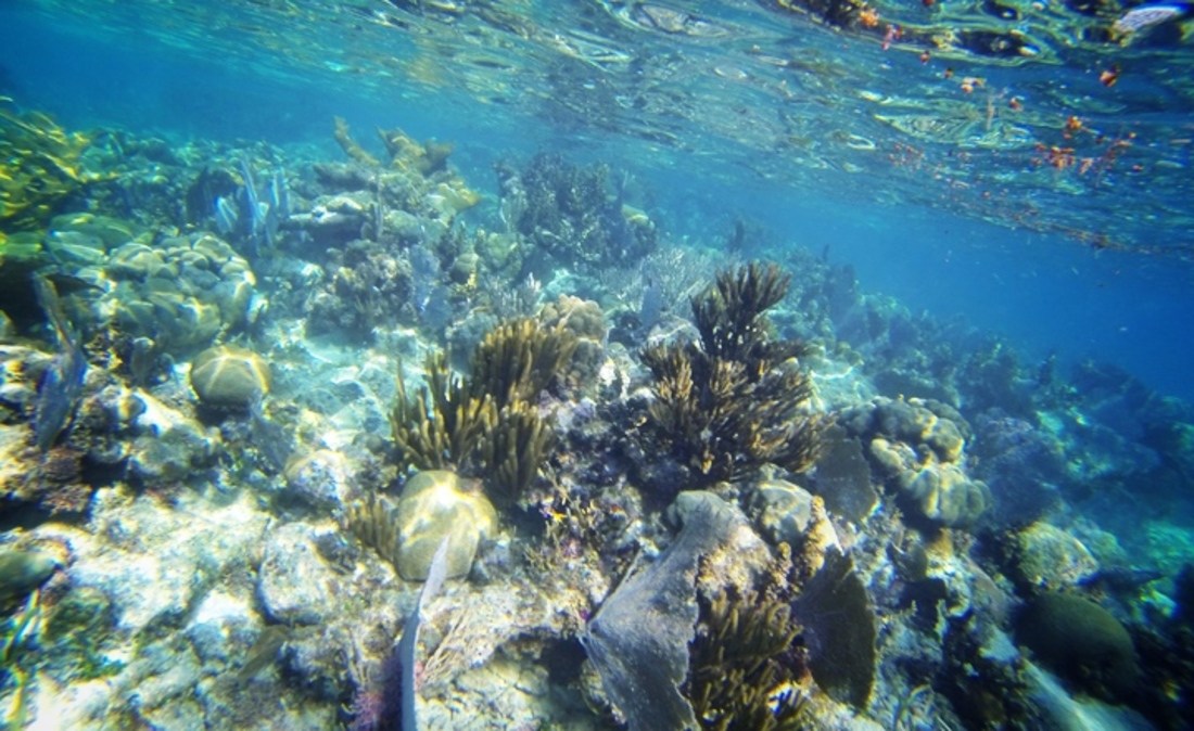 Corail du  Belize