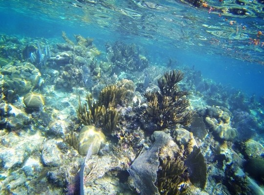 Corail du  Belize