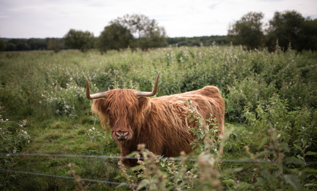 Vache écossaise... en France