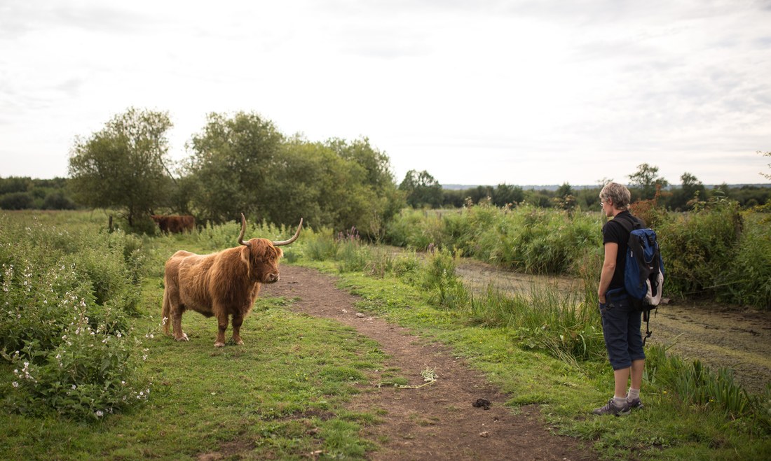 Face à face avec une vache écossaise