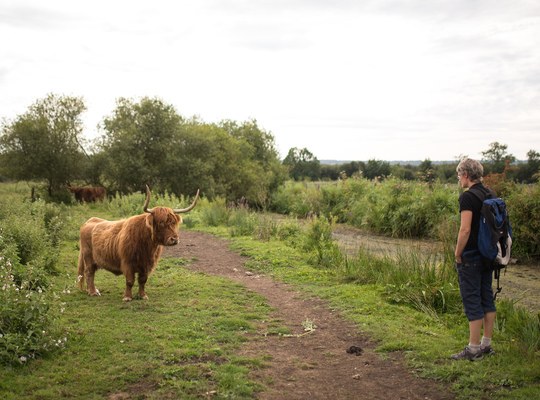 Face à face avec une vache écossaise
