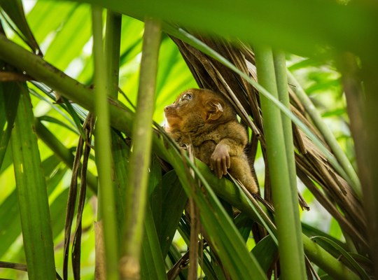 Coucou petit marsupial !