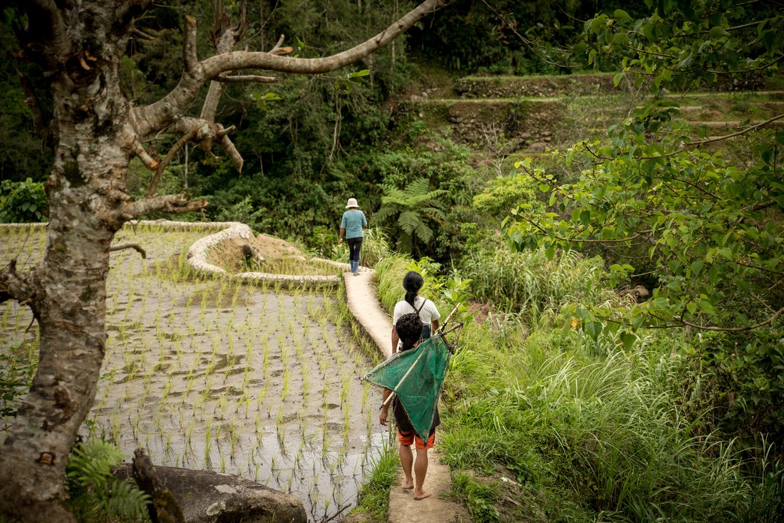 Marcher le long des rizières aux Philippines 