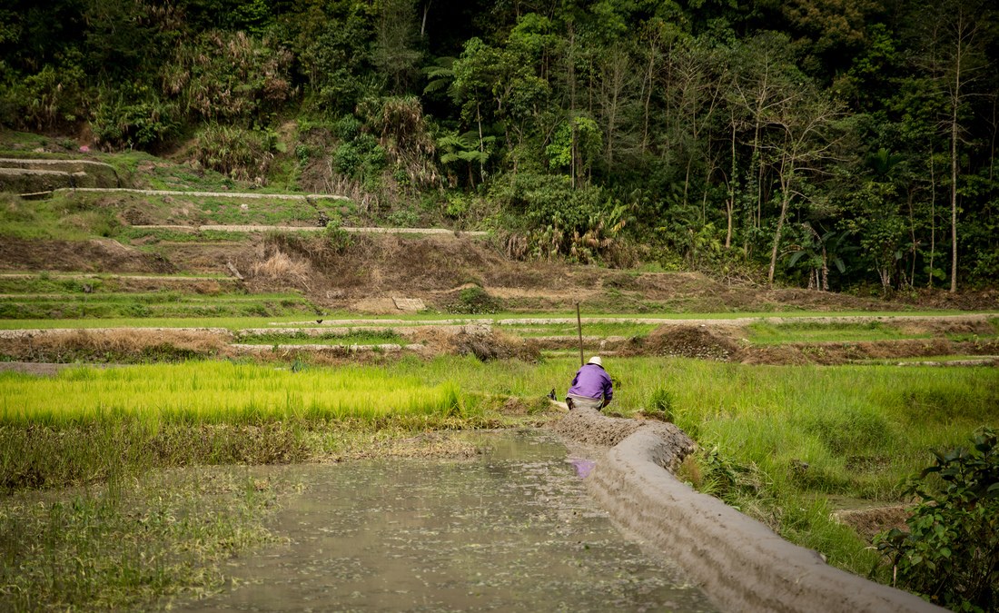 Philippin dans les rizières 