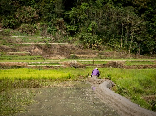 Philippin dans les rizières 