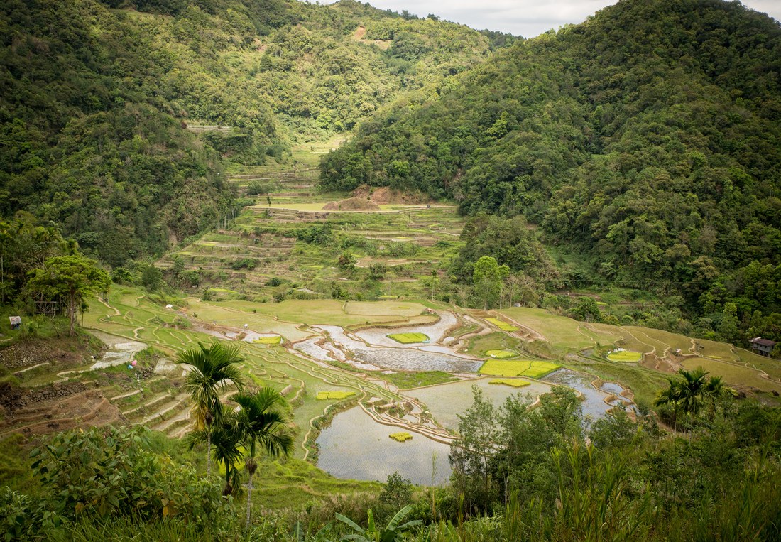Célèbres rizières en terrasses des Philippines