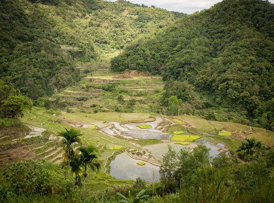 Célèbres rizières en terrasses des Philippines