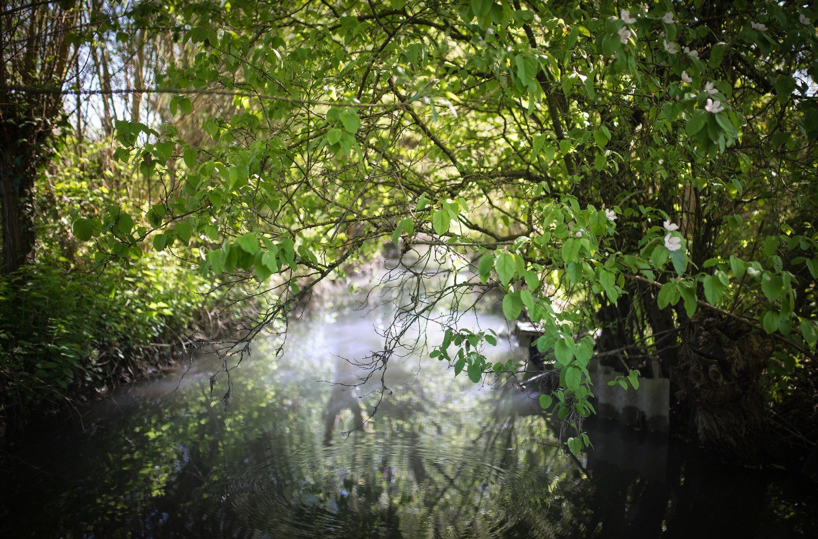 Seuls au monde dans les marais Seuls au monde dans les marais
