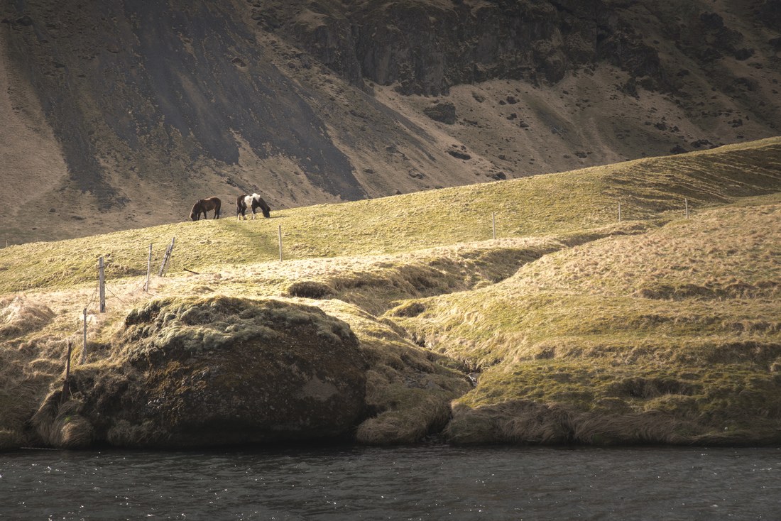 Nature et chevaux islandais 