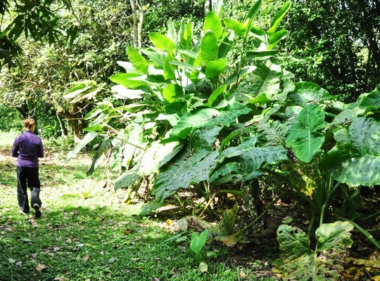 Plantes, Los Naranjos, Honduras