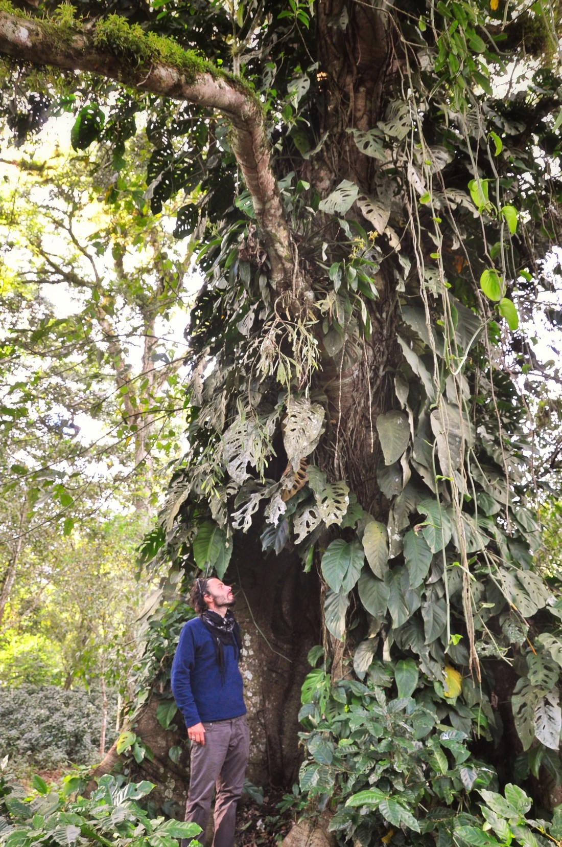 Végétation, Los Naranjos, Honduras