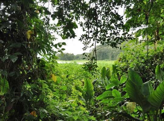 Jungle, Pena Blanca, Honduras