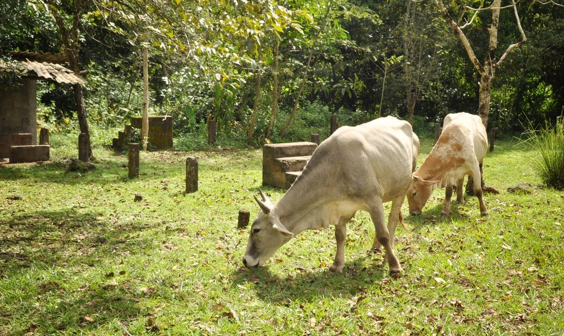 Vaches. Los Naranjos.  Honduras
