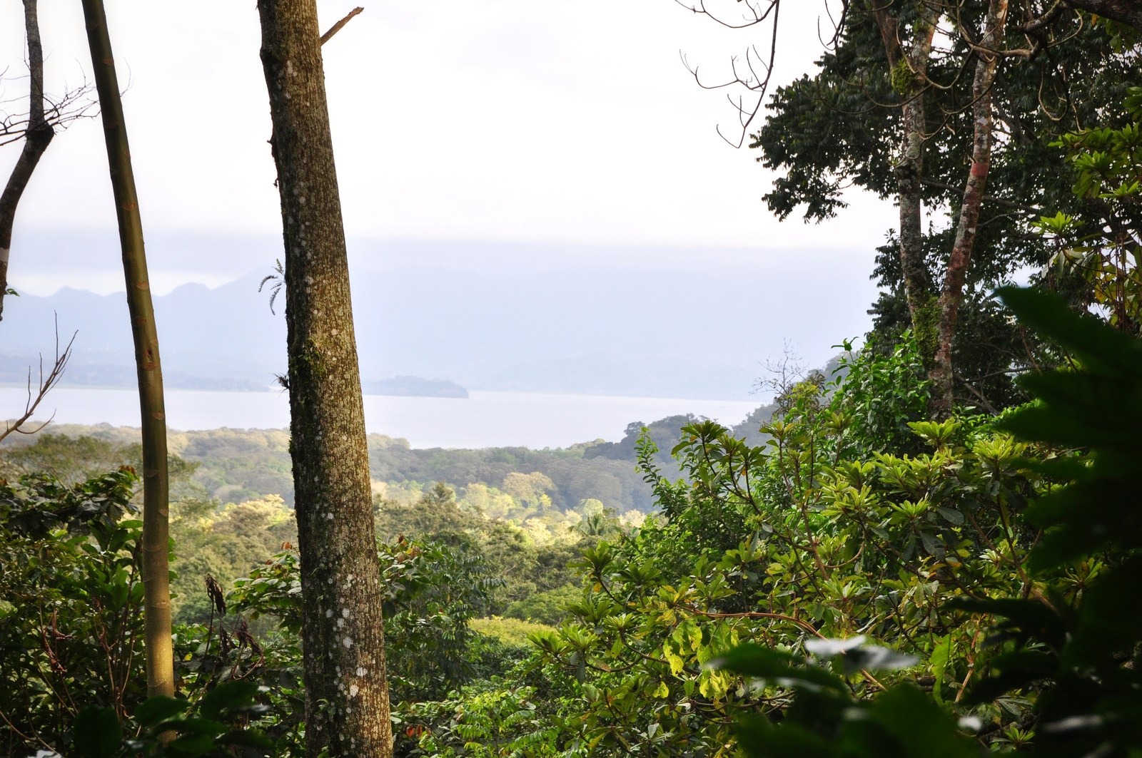 Vue de la forêt, Pena Blanca, Honduras Vue de la forêt, Pena Blanca, Honduras