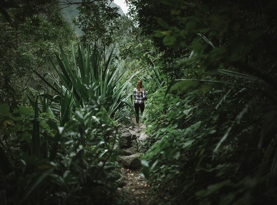 Dans la jungle luxuriante 