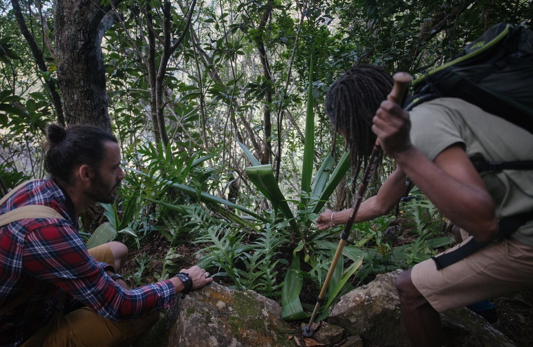 Découverte des plantes de La Réunion 