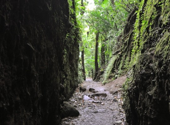 Tunnel dans la cloud forest du Nicaragua