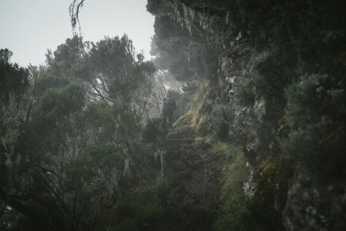 Végétation et brouillard, La Réunion