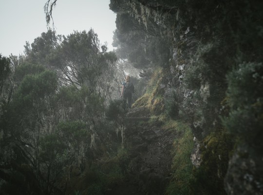 Végétation et brouillard, La Réunion