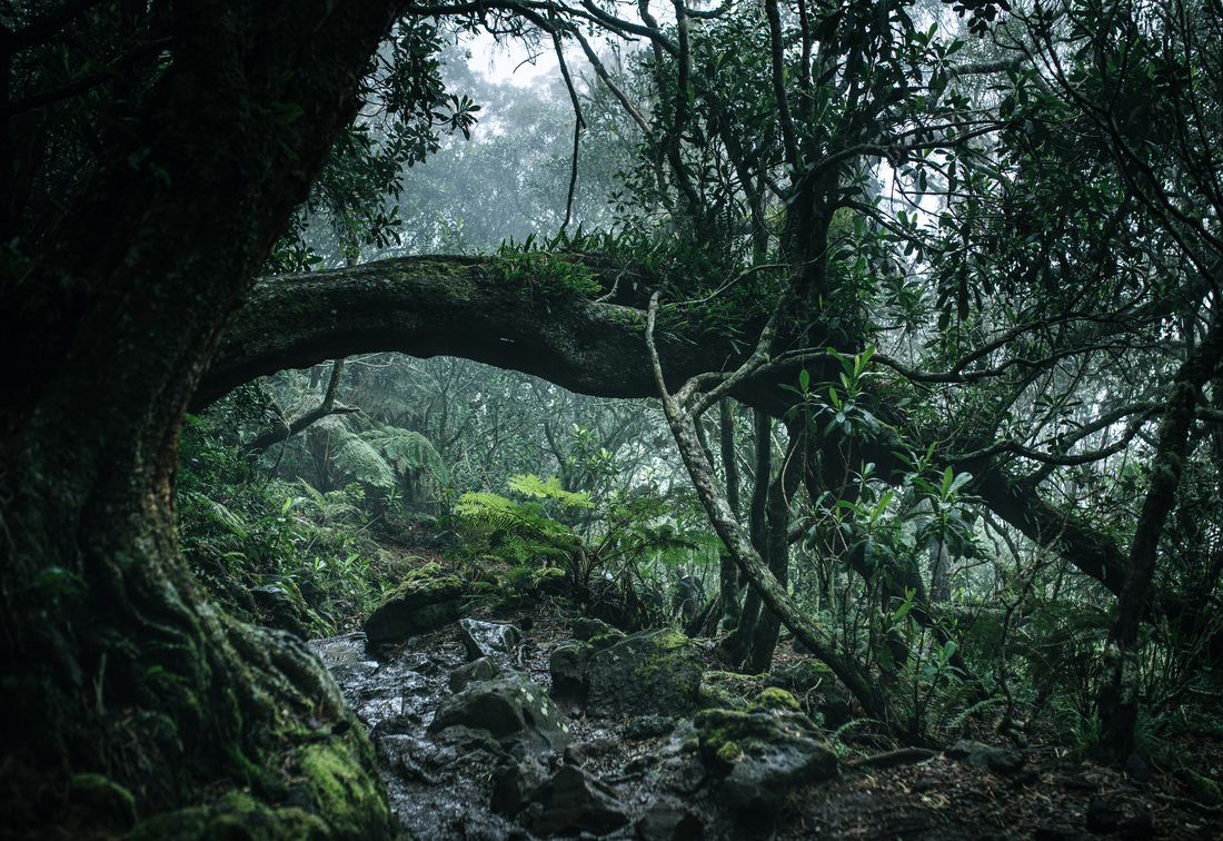 Quand la nature envahit tout, La Réunion 