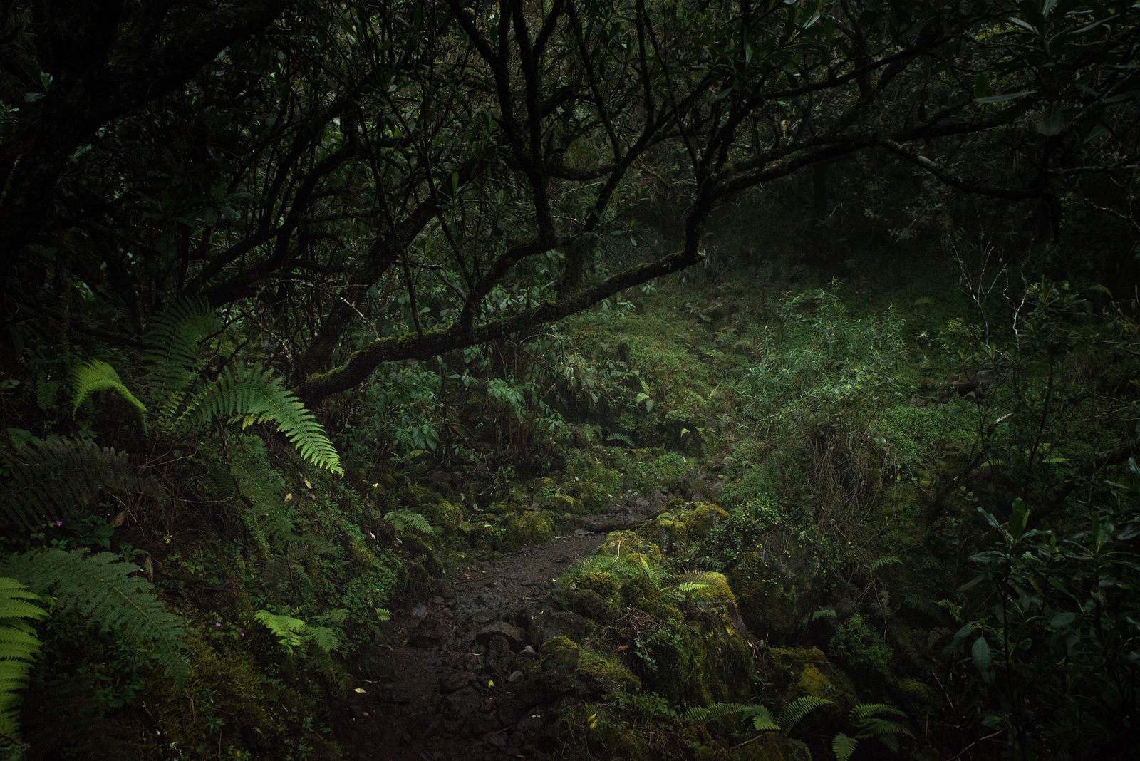 Foret jungle de La Réunion 