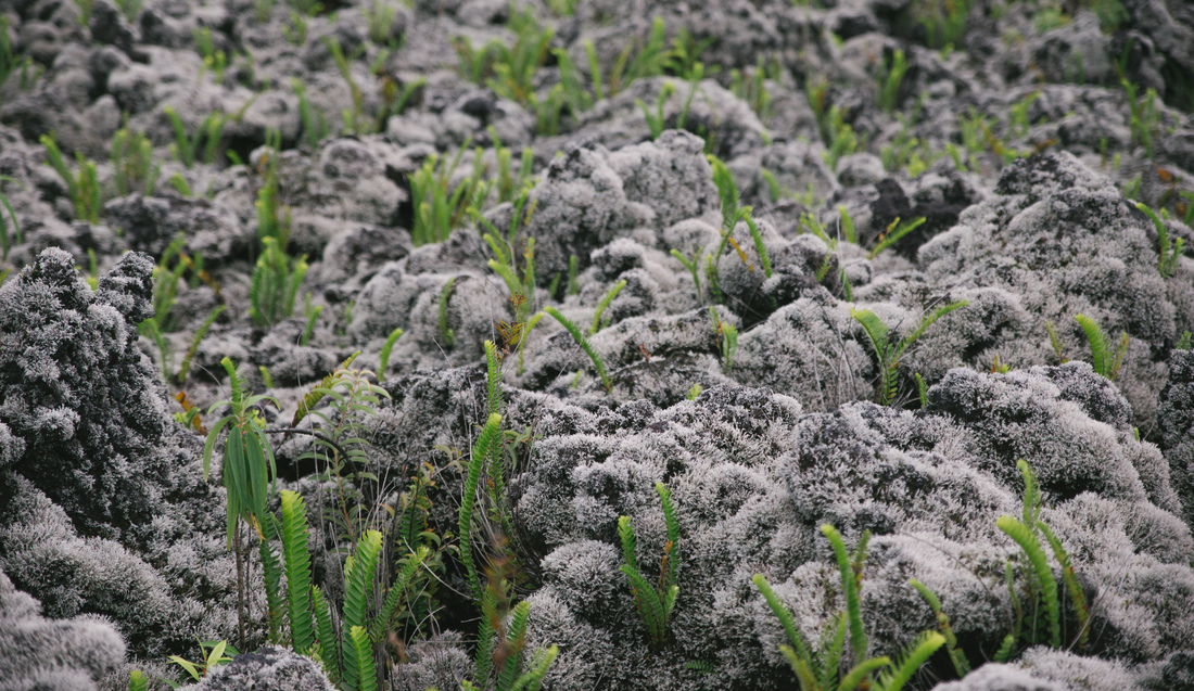 Végétation sur les coulées de lave