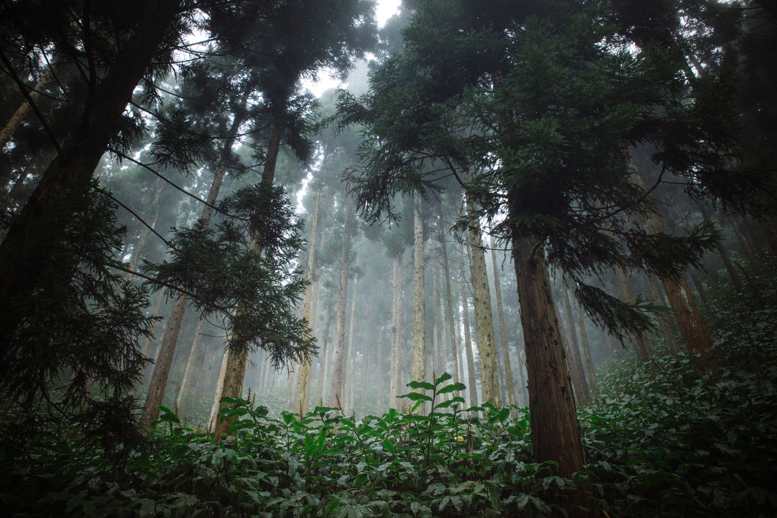 Brume à la foret des Makes 