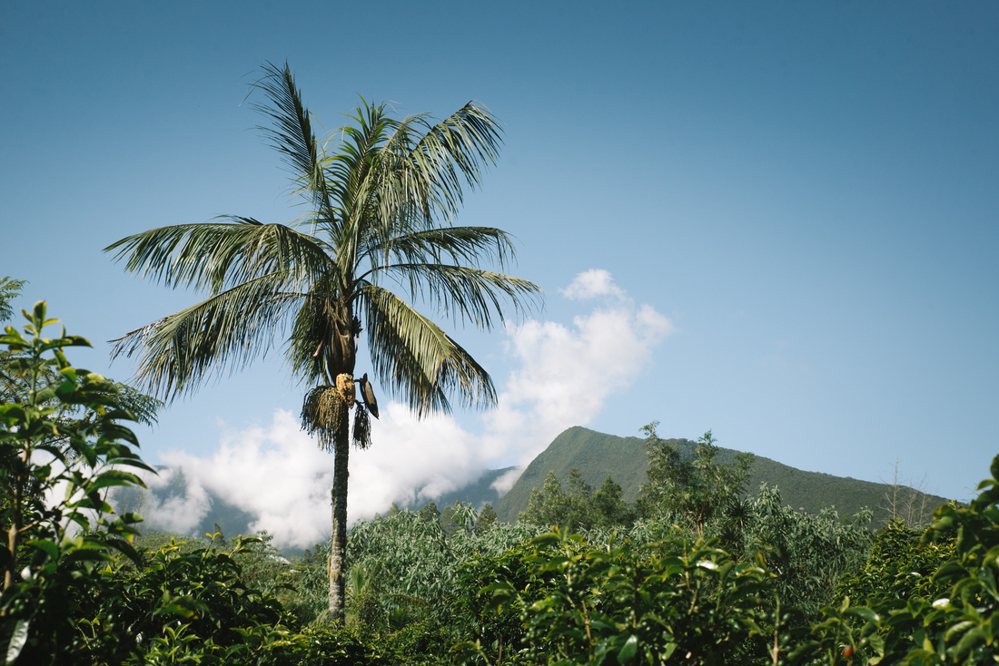 Palmiers et montagnes, La Réunion 