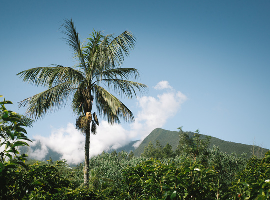 Palmiers et montagnes, La Réunion 