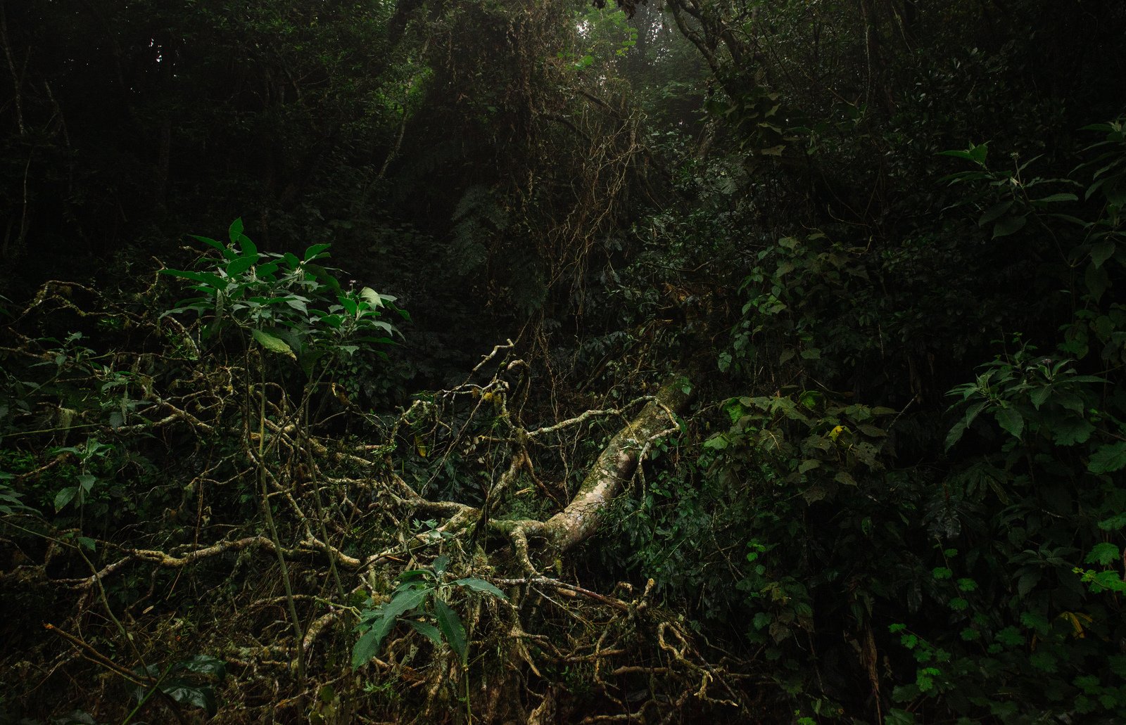 Quand la nature reprend ses droits Quand la nature reprend ses droits