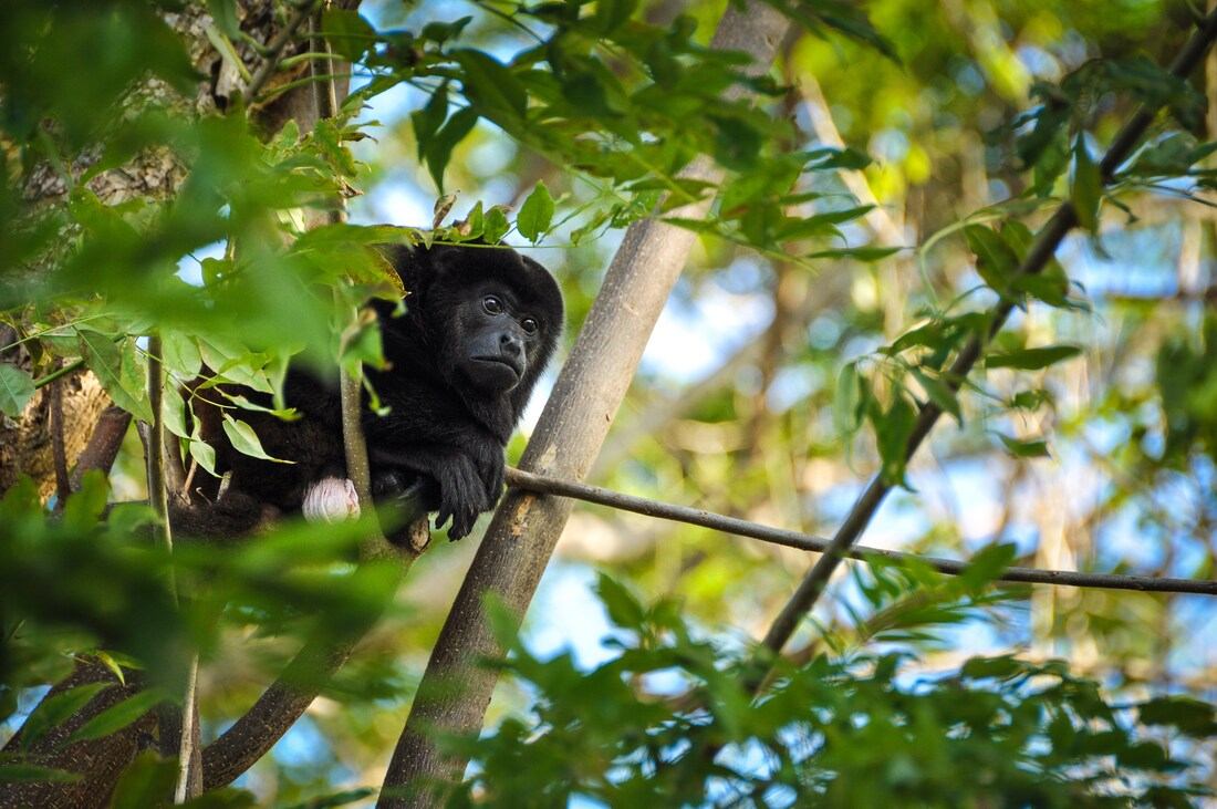 Singe hurleur, Ometepe, Nicaragua