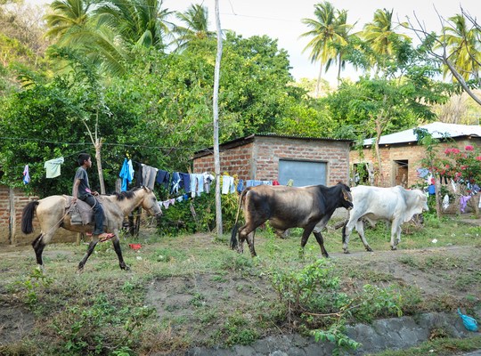 Chevaux dans les rues d'Ometepe, Nicaragua