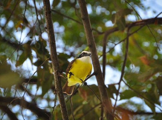 Oiseau. Ometepe, Nicaragua