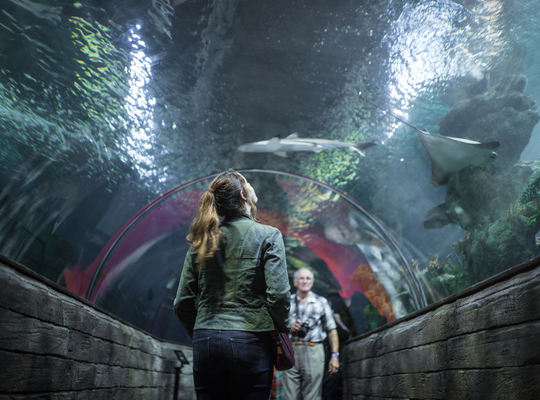 Tunnel de l'aquarium de Malte