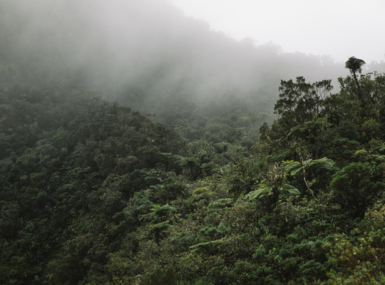 La brume au dessus de la foret de Bélouve