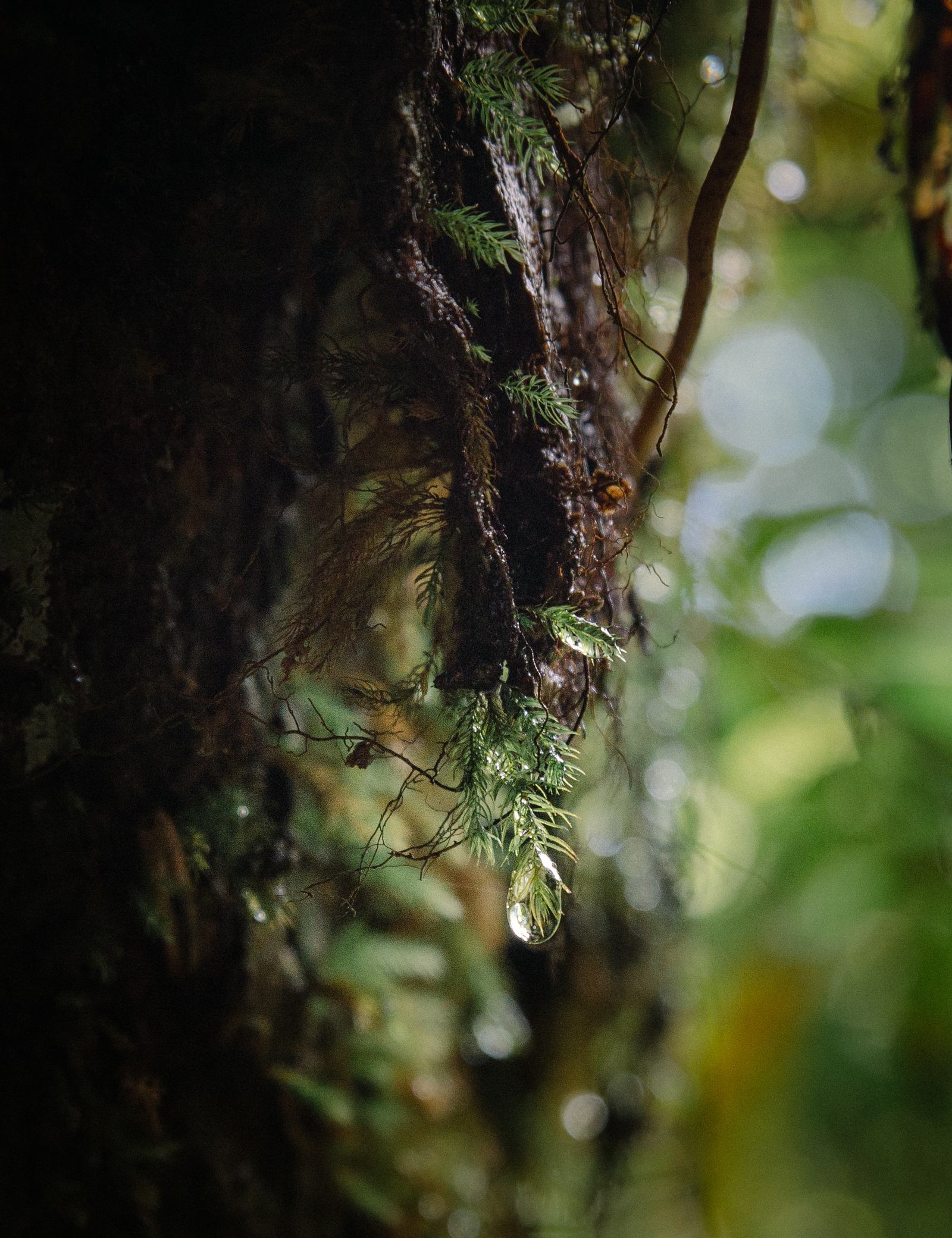Végétation humide de Bélouve Végétation humide de Bélouve