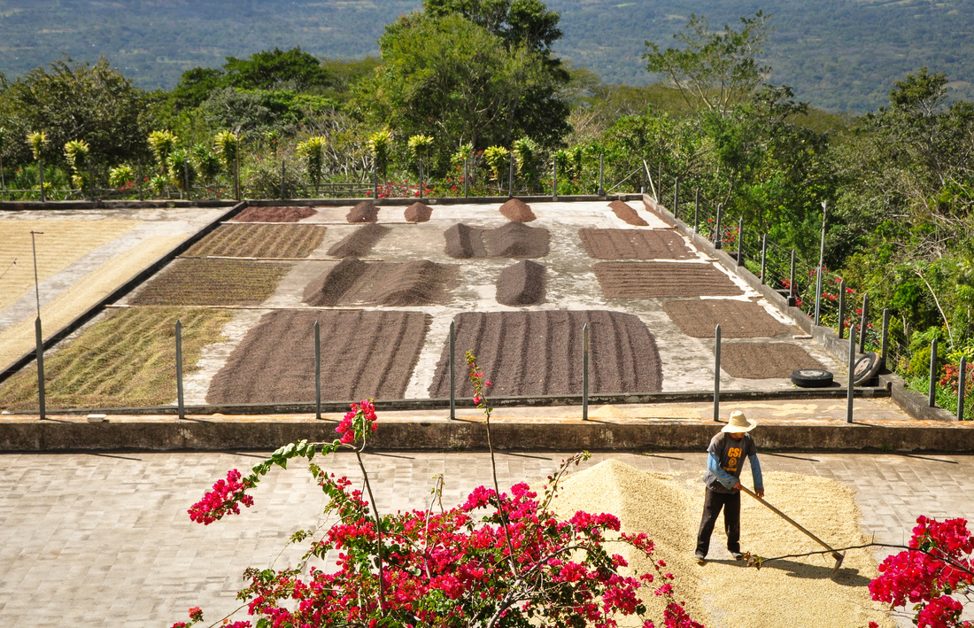 Séchage de café, Mombacho, Nicaragua