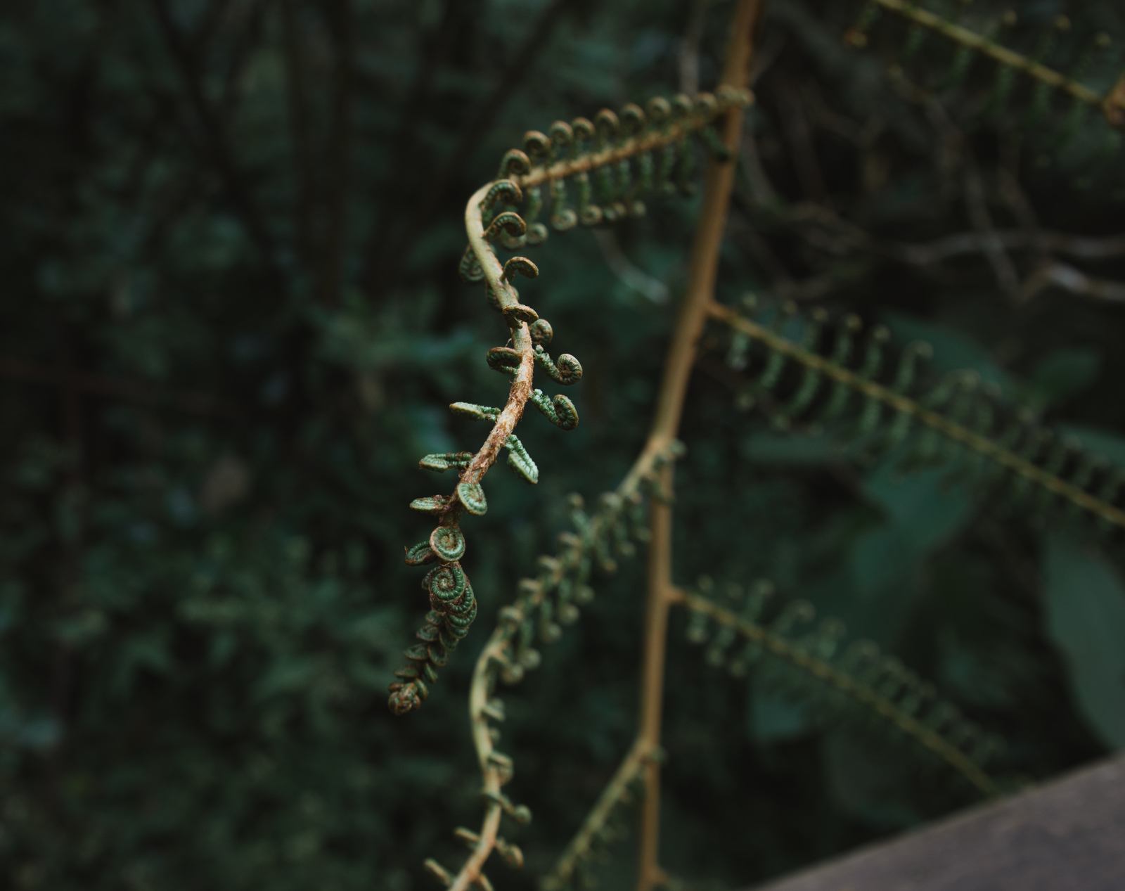 Naissance de fougère, Bélouve Naissance de fougère, Bélouve