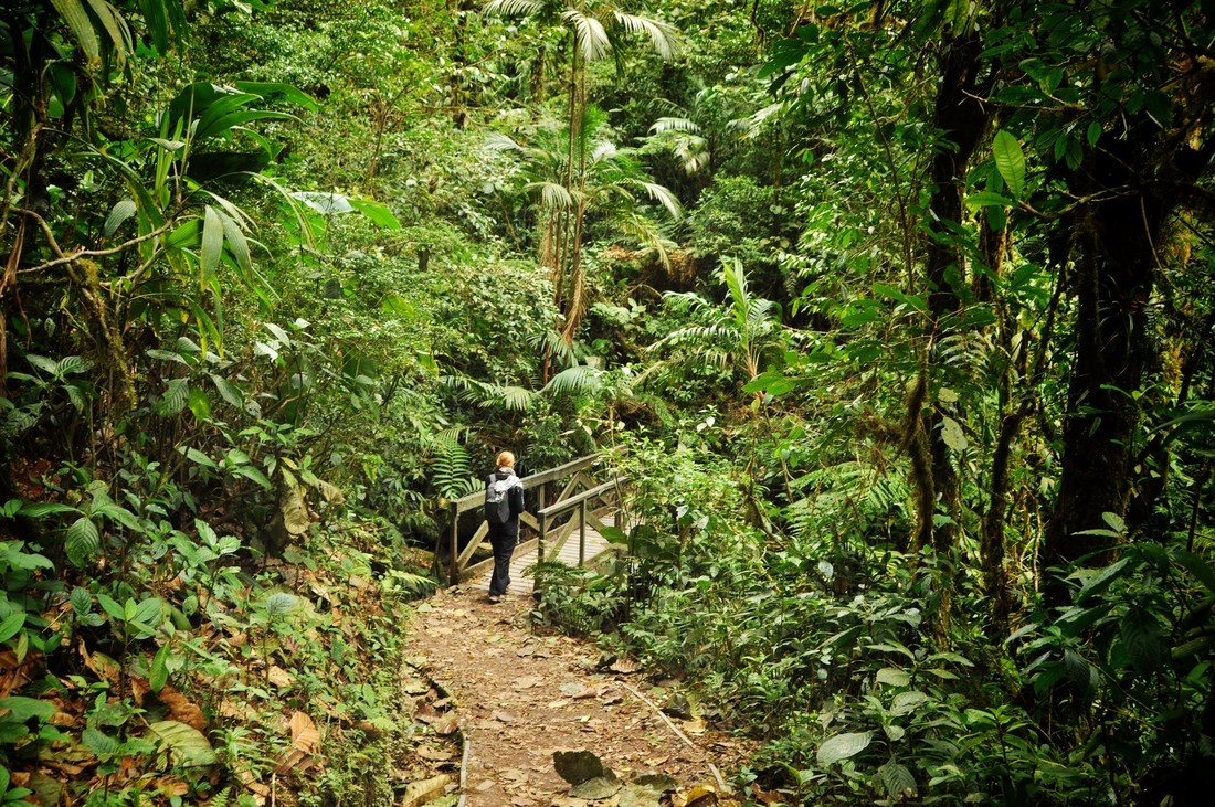 Dans la foret de Monteverde au Costa Rica